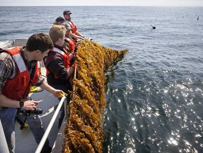 Kelson Marine and University of New England team members lift kelp out of the ocean to inspect it